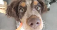 avatar petsitter