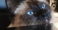 avatar petsitter