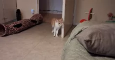 avatar petsitter