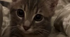 avatar petsitter