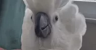 avatar petsitter