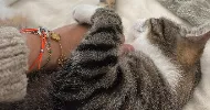 avatar petsitter
