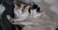 avatar petsitter