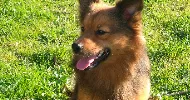 avatar petsitter
