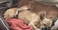 avatar petsitter