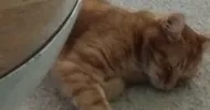 avatar petsitter