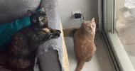 avatar petsitter