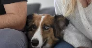 avatar petsitter