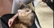 avatar petsitter