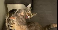 avatar petsitter