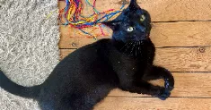 avatar petsitter