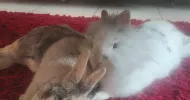 avatar petsitter