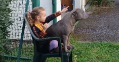 avatar petsitter