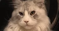 avatar petsitter