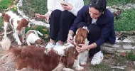 avatar petsitter