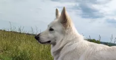 avatar petsitter