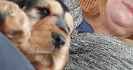 avatar petsitter