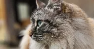 avatar petsitter