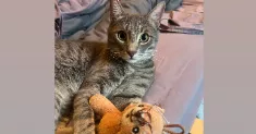 avatar petsitter