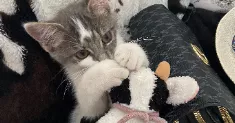 avatar petsitter