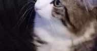 avatar petsitter