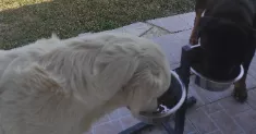 avatar petsitter