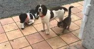 avatar petsitter