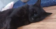 avatar petsitter