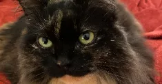 avatar petsitter