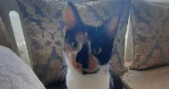 avatar petsitter