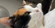 avatar petsitter