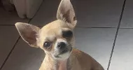 avatar petsitter