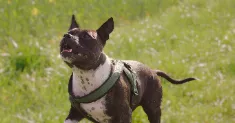 avatar petsitter