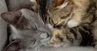 avatar petsitter