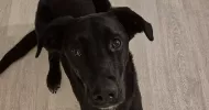 avatar petsitter