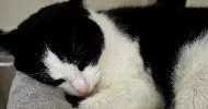avatar petsitter