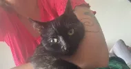 avatar petsitter