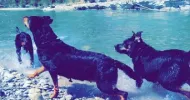 avatar petsitter