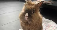 avatar petsitter