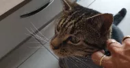 avatar petsitter
