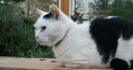 avatar petsitter