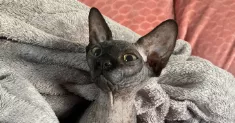 avatar petsitter