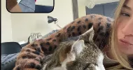 avatar petsitter