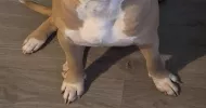 avatar petsitter