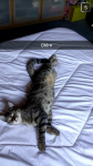 Clotilde cat sitter à Rosny-sous-Bois 93110