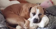 avatar petsitter