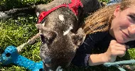 avatar petsitter