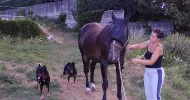 avatar petsitter