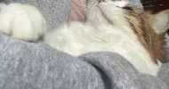 avatar petsitter