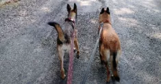 avatar petsitter